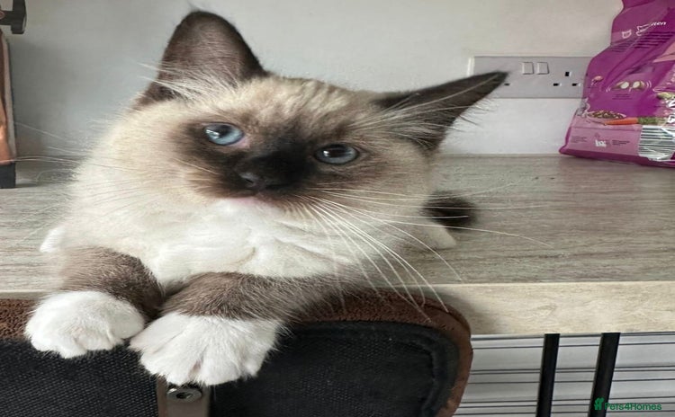 Ragdoll cats - Advert 2