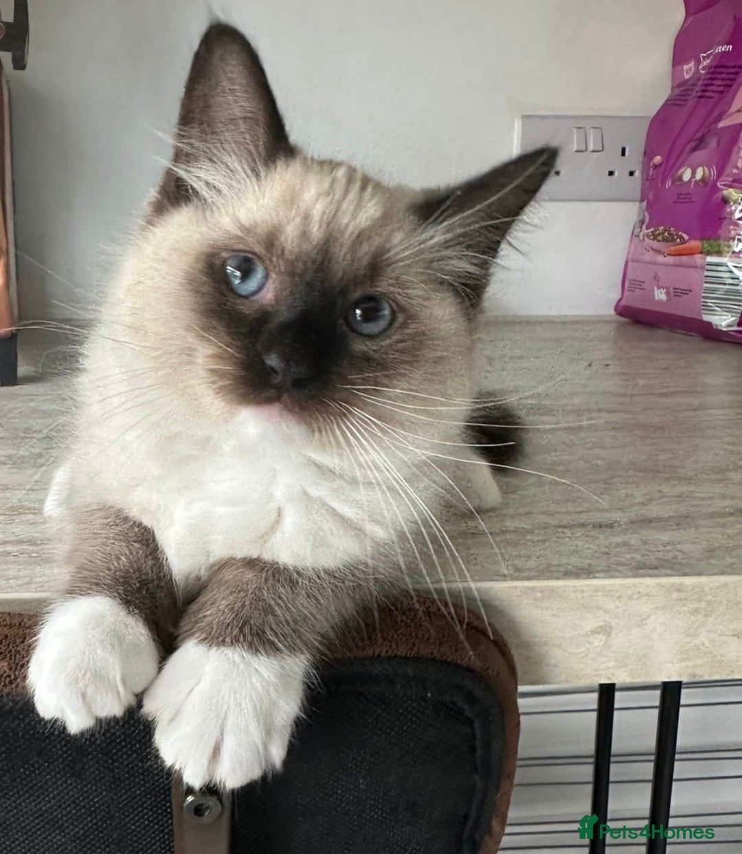 Ragdoll cats for sale: 🐾 Ragdoll Kittens Ready for Their Forever Homes  - Image 1