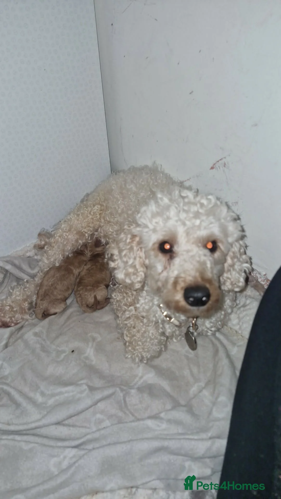 Mixed Breed dogs for sale: Poodle puppies for sale - Advert 6