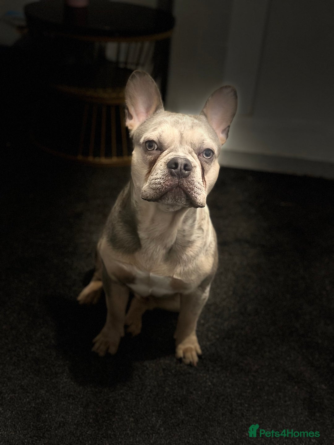 French Bulldog dogs for stud: Quality French Bulldog “Ramo” Available for Stud - Advert 6