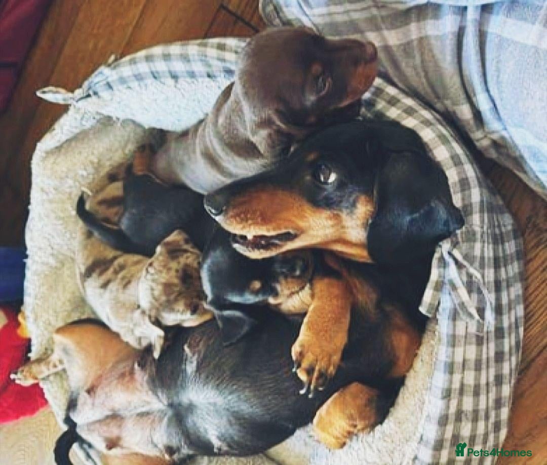 Miniature Dachshund dogs Beautiful Miniature Dachshund Puppies - Advert 5