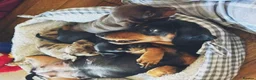 Miniature Dachshund dogs for sale: Beautiful Miniature Dachshund Puppies in Rugeley - Advert 1