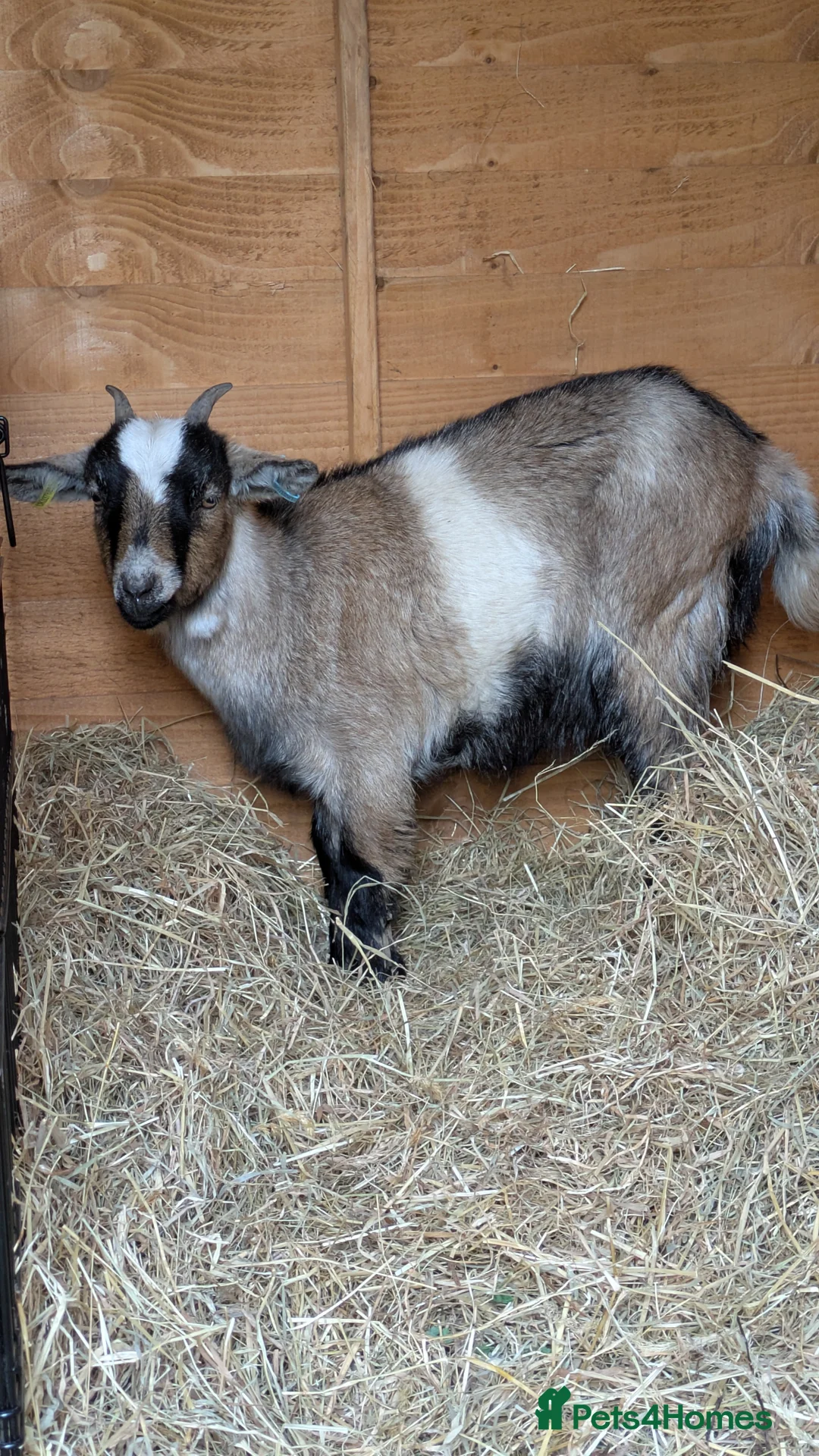 Goats livestock for sale: Pygmy Nanny Goats - Advert 1