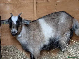 Goats livestock Pygmy Nanny Goats - Advert 1