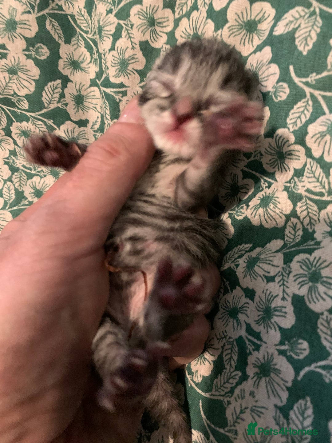 Siamese cats for sale: 🐾✨ White Siamese Maggir Became a Mum! ✨🐾 - Image 14