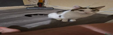 Bonnie