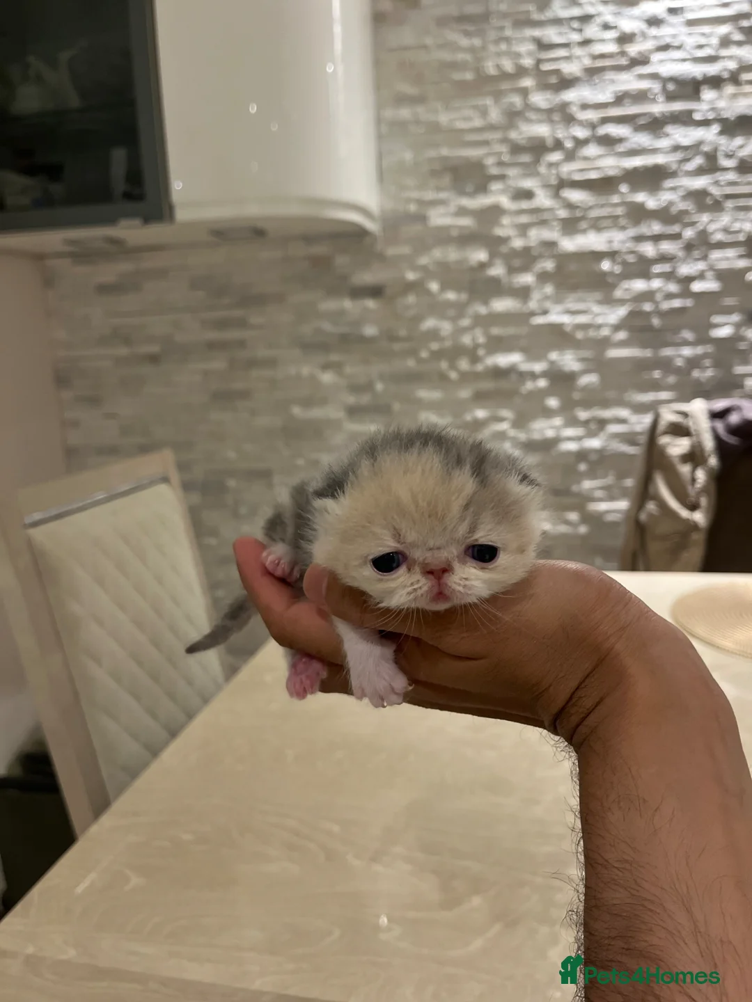 Exotic cats for sale: Show Quality Exotic kittens (TICA) - Advert 2