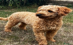 Toy Poodle dogs for stud: KC Registered Red Toy Poodle Fully DNA Tested in Radstock - Image 7