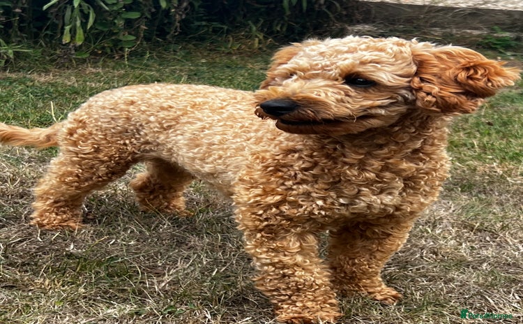 Toy Poodle dogs in Radstock - Advert 3
