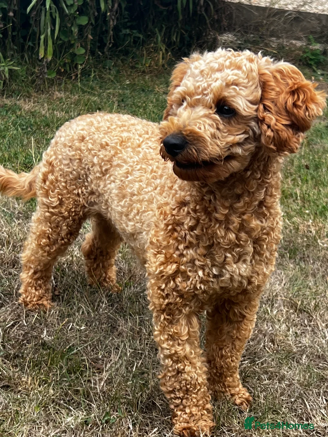 Toy Poodle dogs for stud: KC Registered Red Toy Poodle Fully DNA Tested in Radstock - Advert 8