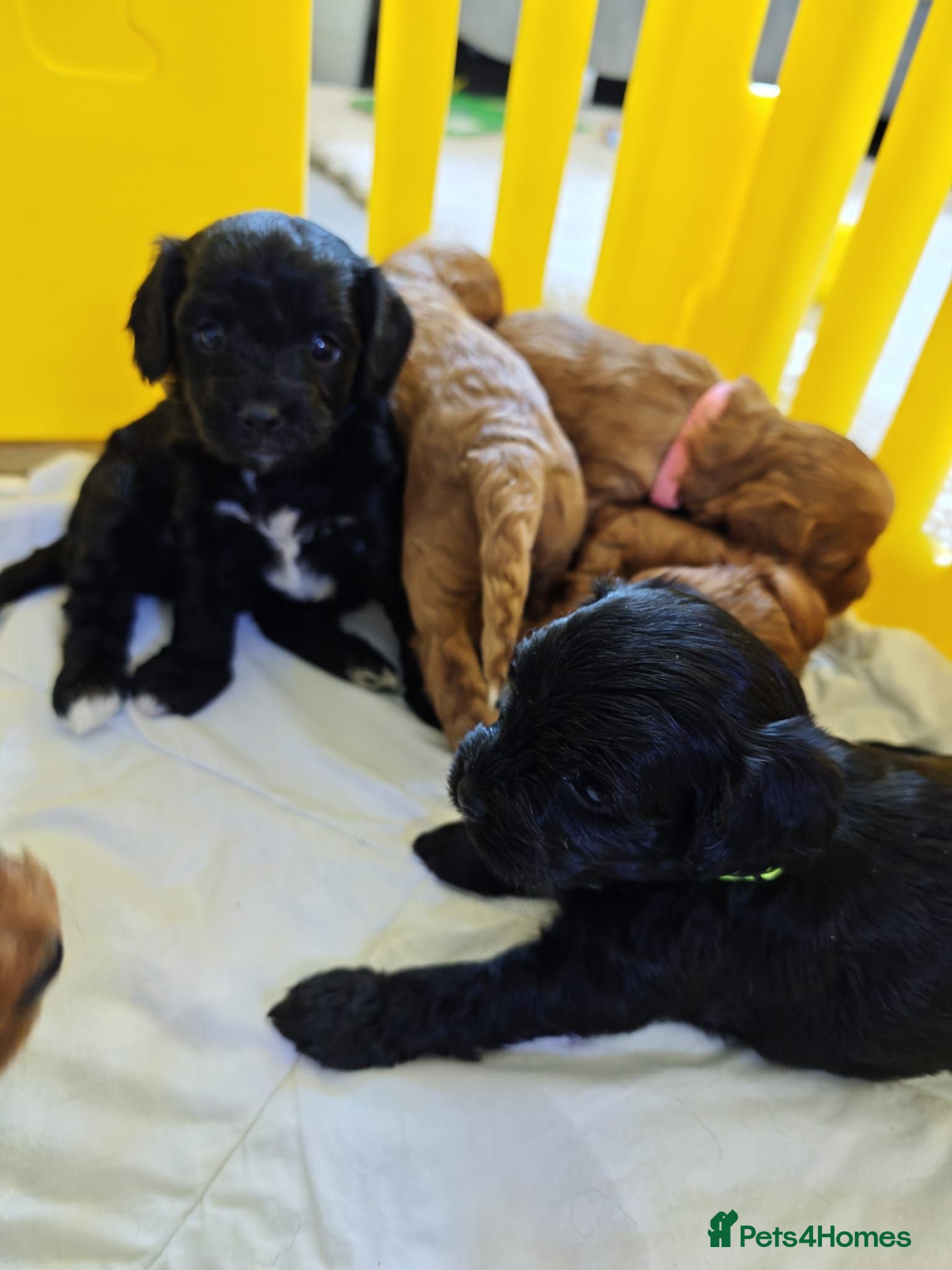 Cavapoo dogs Little fluffs available in two weeks - Advert 18