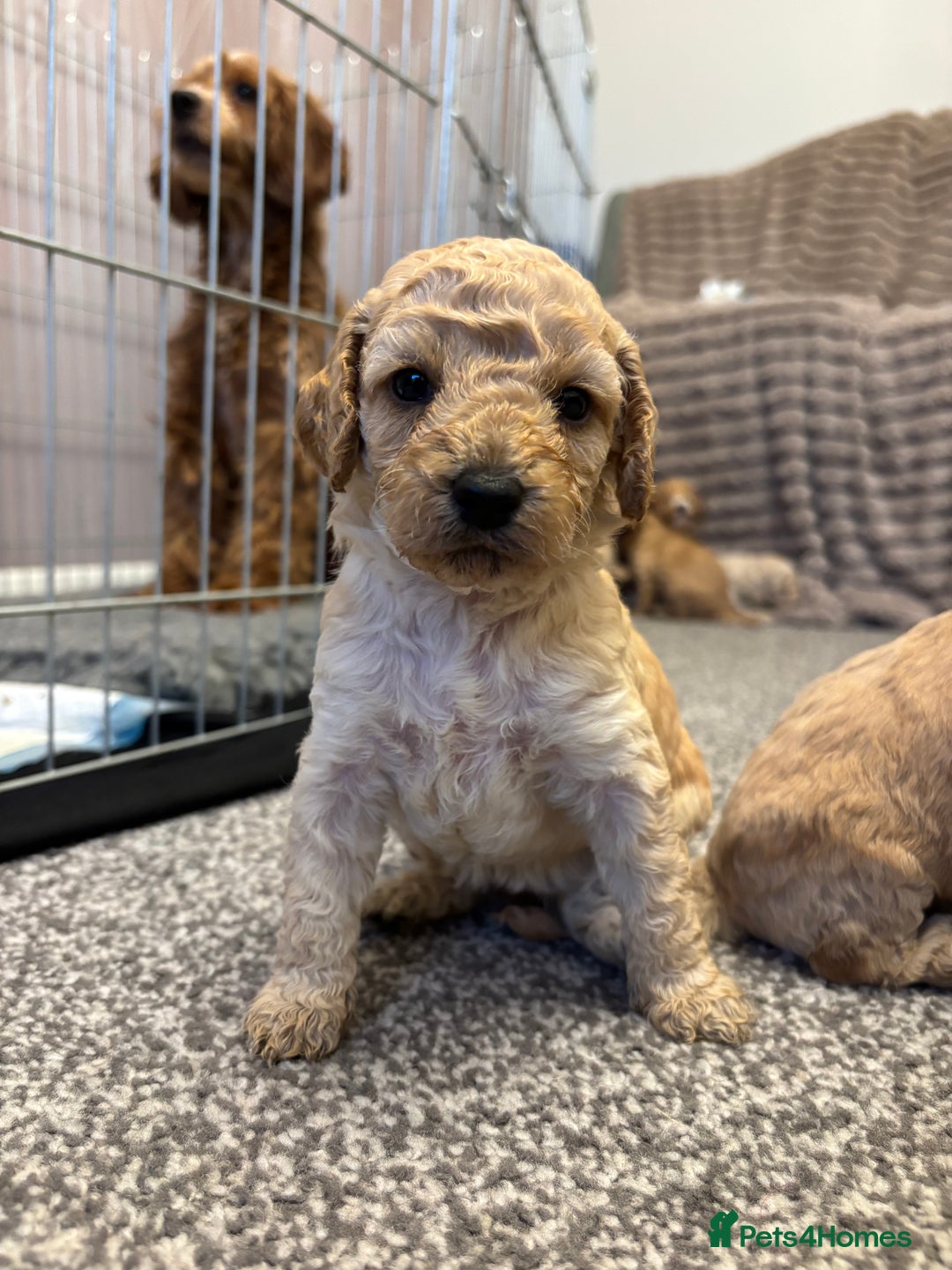 Cockapoo dogs for sale: Beautiful cockerpoo babies - Image 4