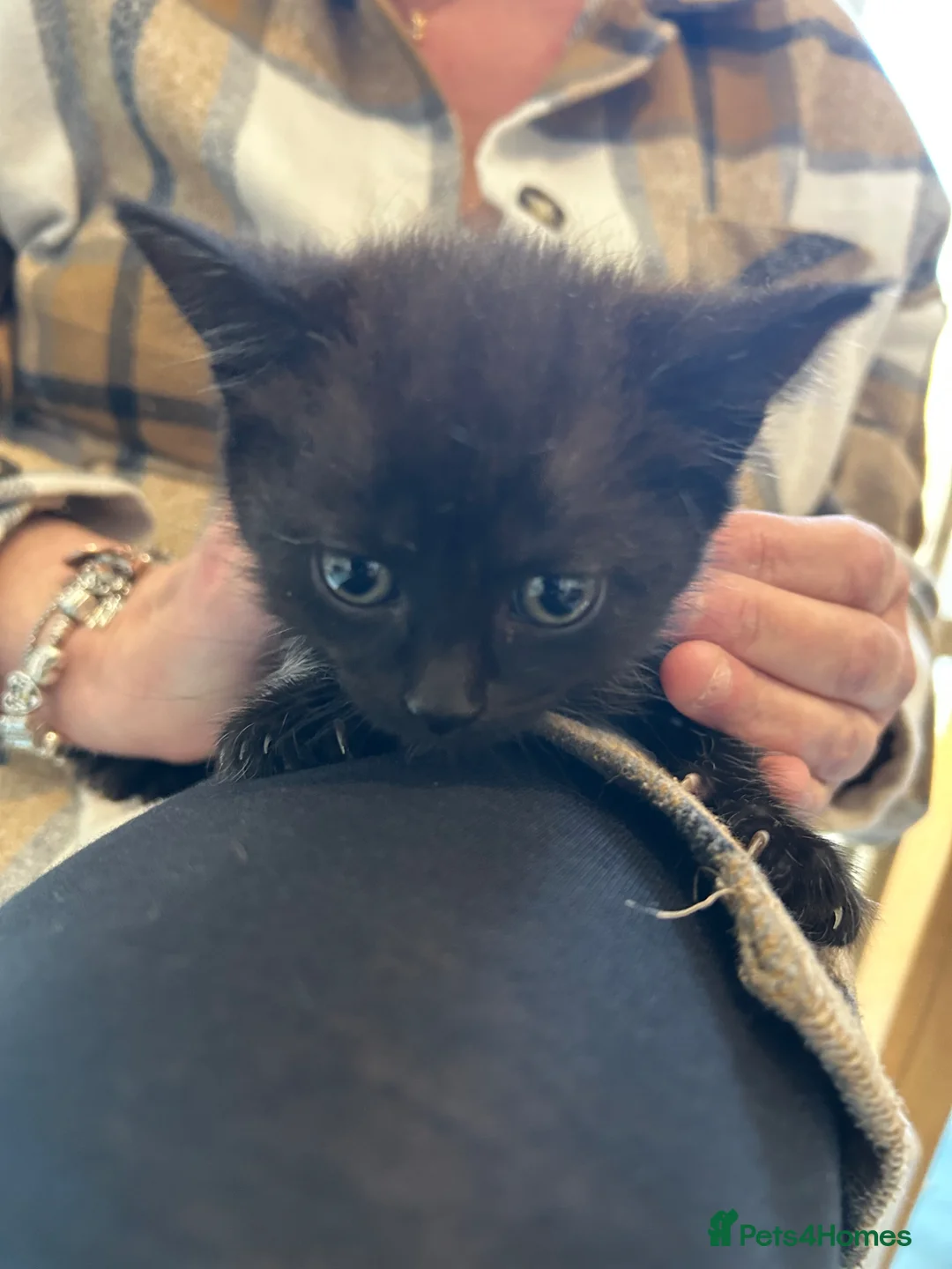 Mixed Breed cats for sale: Gorgeous girl  - Advert 2