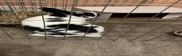 Mixed Breed rabbits for sale: Bonded maleAnd female Pair in North Shields - Advert 8