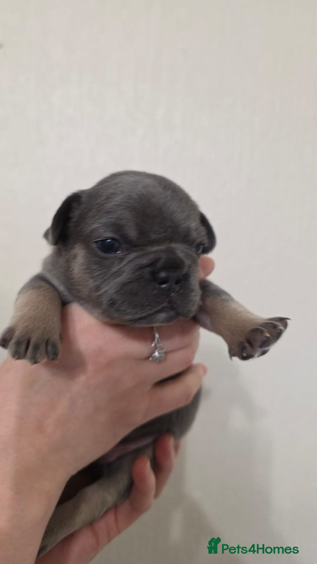French Bulldog dogs for sale: Beautiful litter of French Bulldogs - Advert 25
