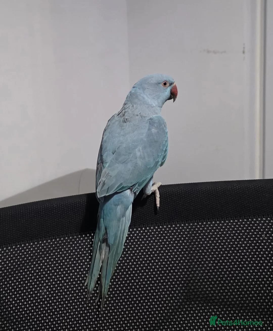 Parrots birds for sale: Indian ringneck - Advert 2