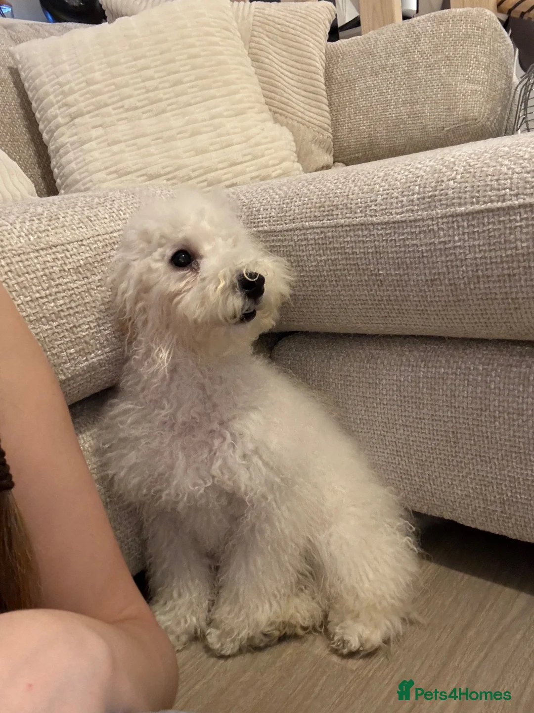 Toy Poodle dogs for sale: Toy Poodle in Weston-super-Mare - Advert 7