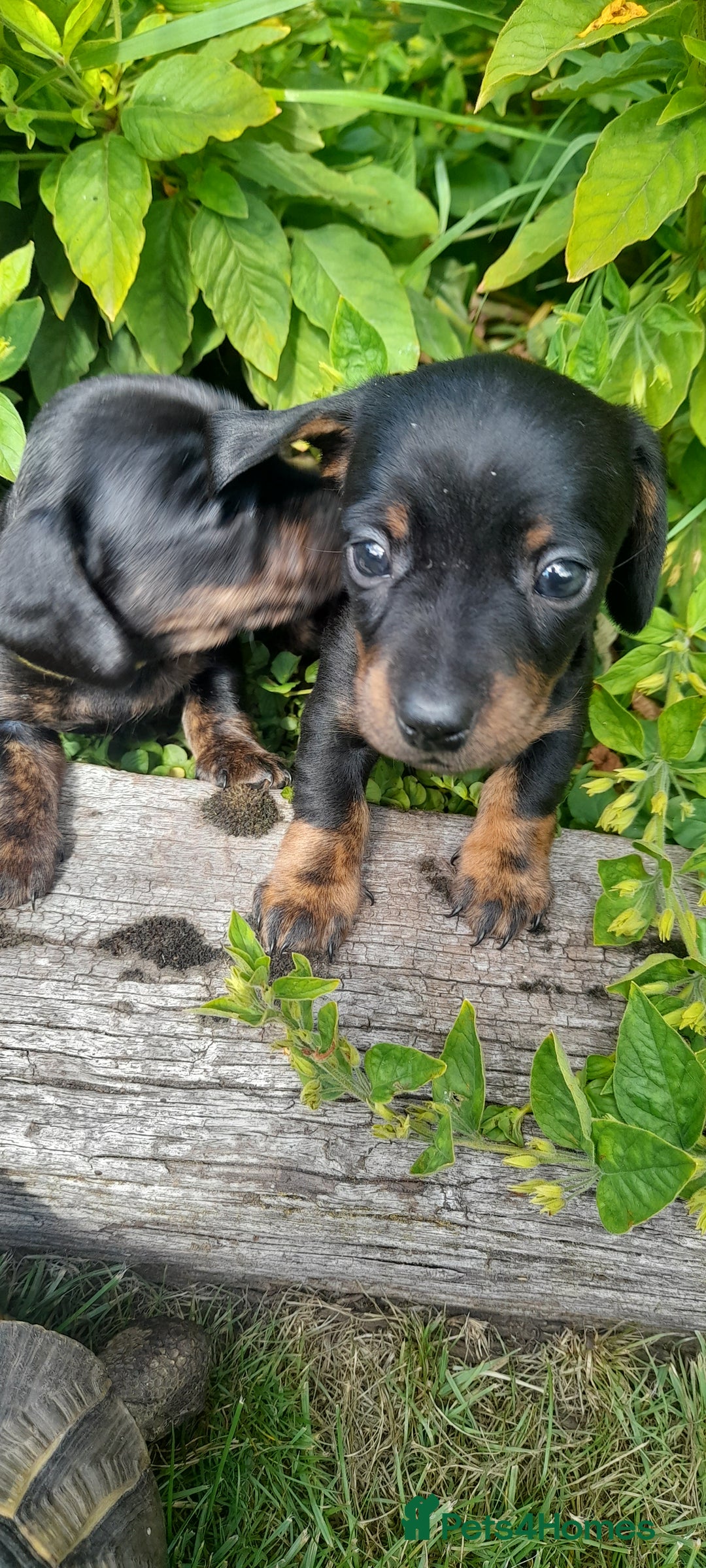 Miniature Dachshund dogs for sale: Smooth haired minature dacshund  - Image 11