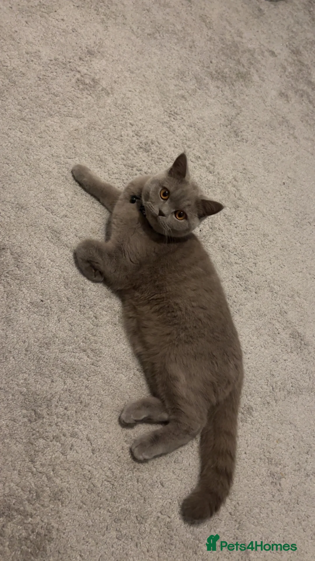 British Shorthair cats for sale: British cat shorthair  - Advert 2