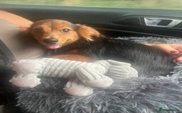 Chiweenie dogs for sale: Handsome Billy Winston  - Image 3