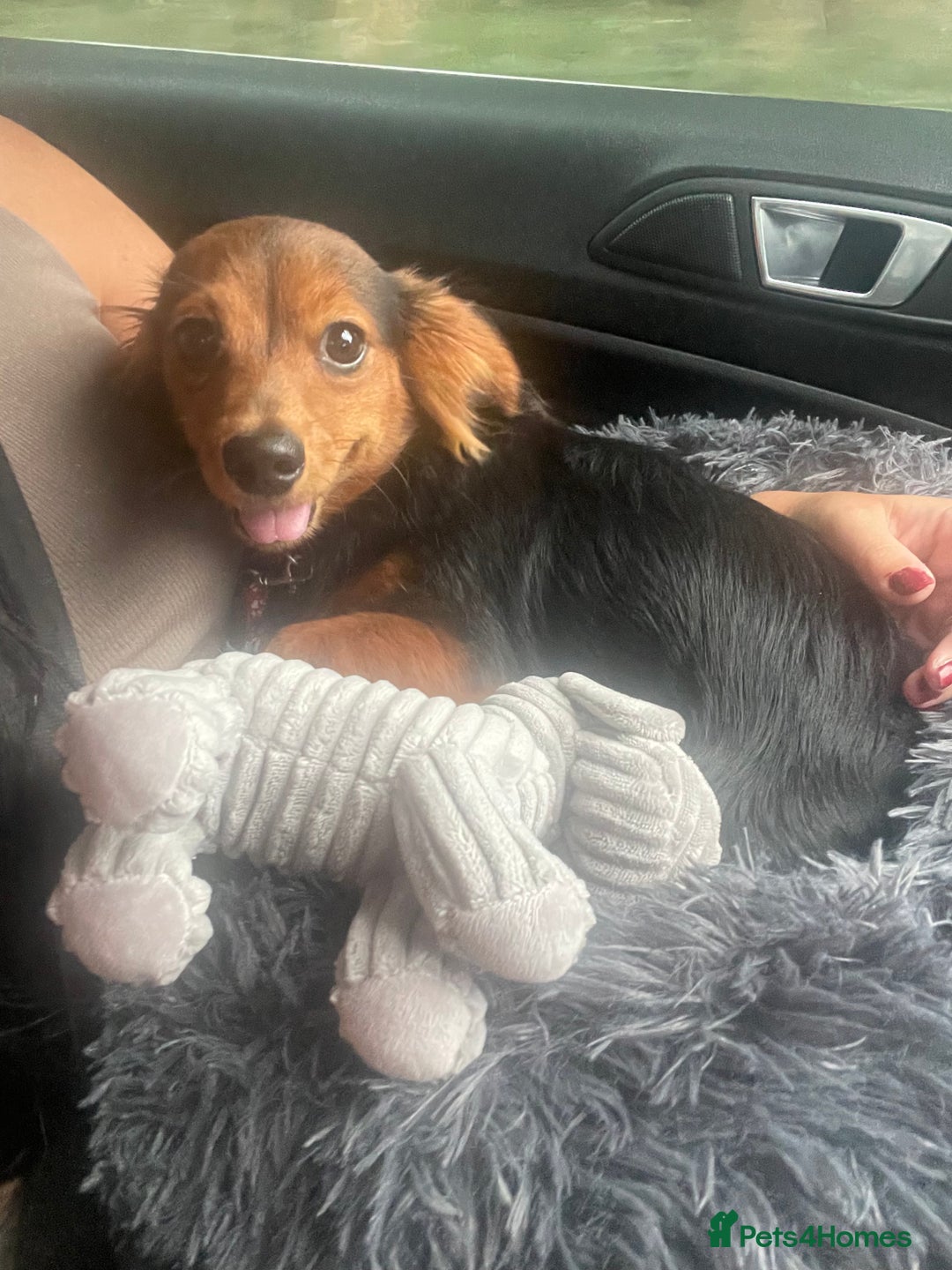 Chiweenie dogs for sale: Handsome Billy Winston  - Image 3