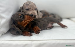 Miniature Dachshund dogs for sale: Beautiful babies - Image 17