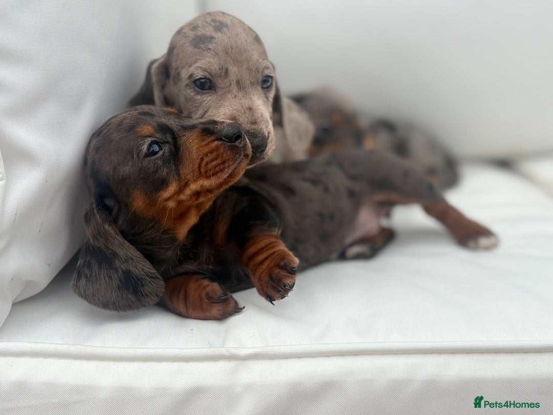 Miniature Dachshund dogs for sale: Beautiful babies - Image 17