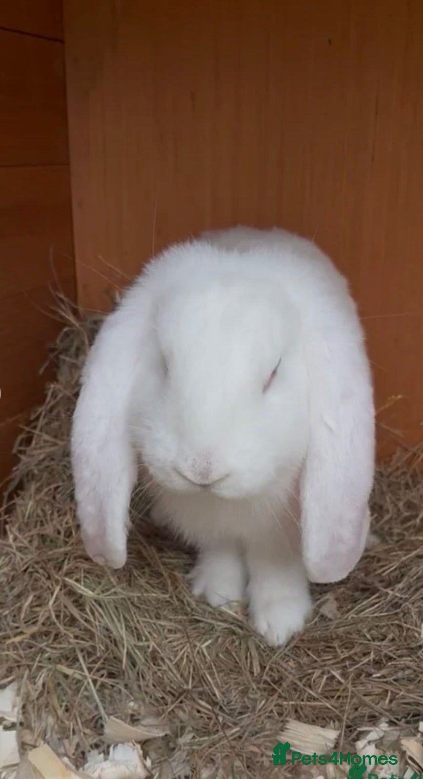 French Lop rabbits Stunning French lops  - Advert 13