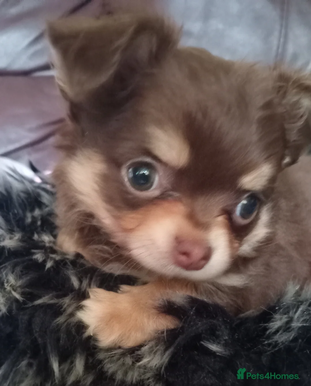 Chihuahua dogs for sale: Chihuahua long coat puppies in Peterborough - Advert 31