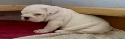 English Bulldog dogs for sale: 3 Red and white English bulldogs KC registered  - Advert 17