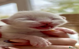 Ragdoll cats for sale: GCCF Registered. Grand Champion Bloodlines. - Image 2
