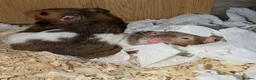 Hamster rodents for sale: Young Syrian Hamsters in Crowborough - Advert 3