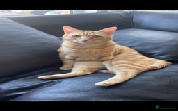 Mixed Breed cats for sale: 2 male ginger and white tabby female for adoption - Image 7