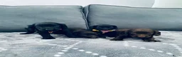 Cocker Spaniel dogs for sale: Peppa beautiful puppies - Advert 14