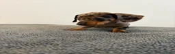 Dachshund dogs for sale: Beautiful Dachshund puppies  - Advert 4