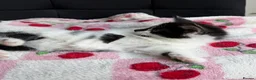 Mixed Breed cats for sale: Beautiful kittens  - Advert 9