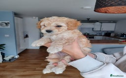 Cavapoo dogs for sale: 1 Female 4 Male - Image 13