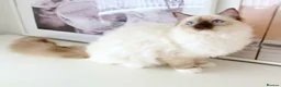 Ragdoll cats for sale: GCCF ACTIVE (FOR BREEDING) SEAL POINT MITTED GIRL - Advert 14