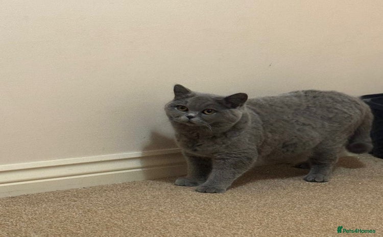 British Shorthair cats GCCF Active champion cazurablues queen for sale  - Advert 5