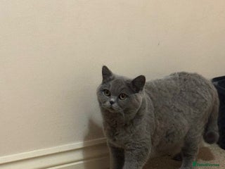 British Shorthair cats GCCF Active champion cazurablues queen for sale - Advert 3