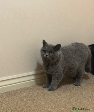 British Shorthair cats GCCF Active champion cazurablues queen for sale - Advert 5