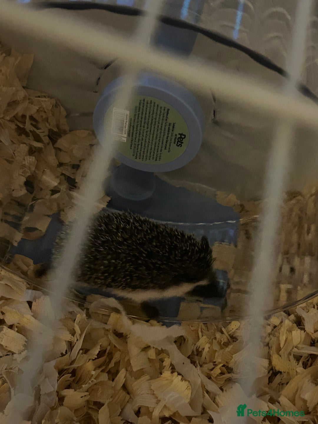 Pygmy Hedgehog rodents for sale: African pygmy hedgehog - Advert 4