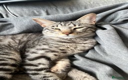 Arabian Mau cats for sale: Arabian mau - Image 4