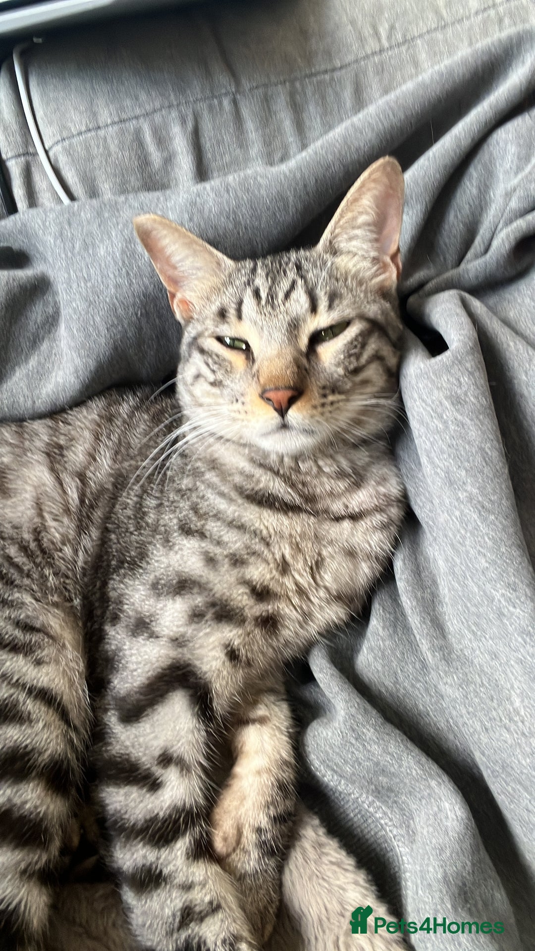 Arabian Mau cats for sale: Arabian mau - Image 4