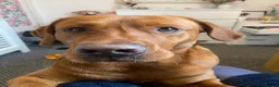 Labrador Retriever dogs for stud: Fox Red Labrador Available for Stud.  - Advert 3