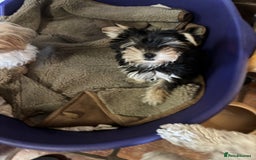 Morkie dogs for sale: Adorable Morkie Girl - Image 7