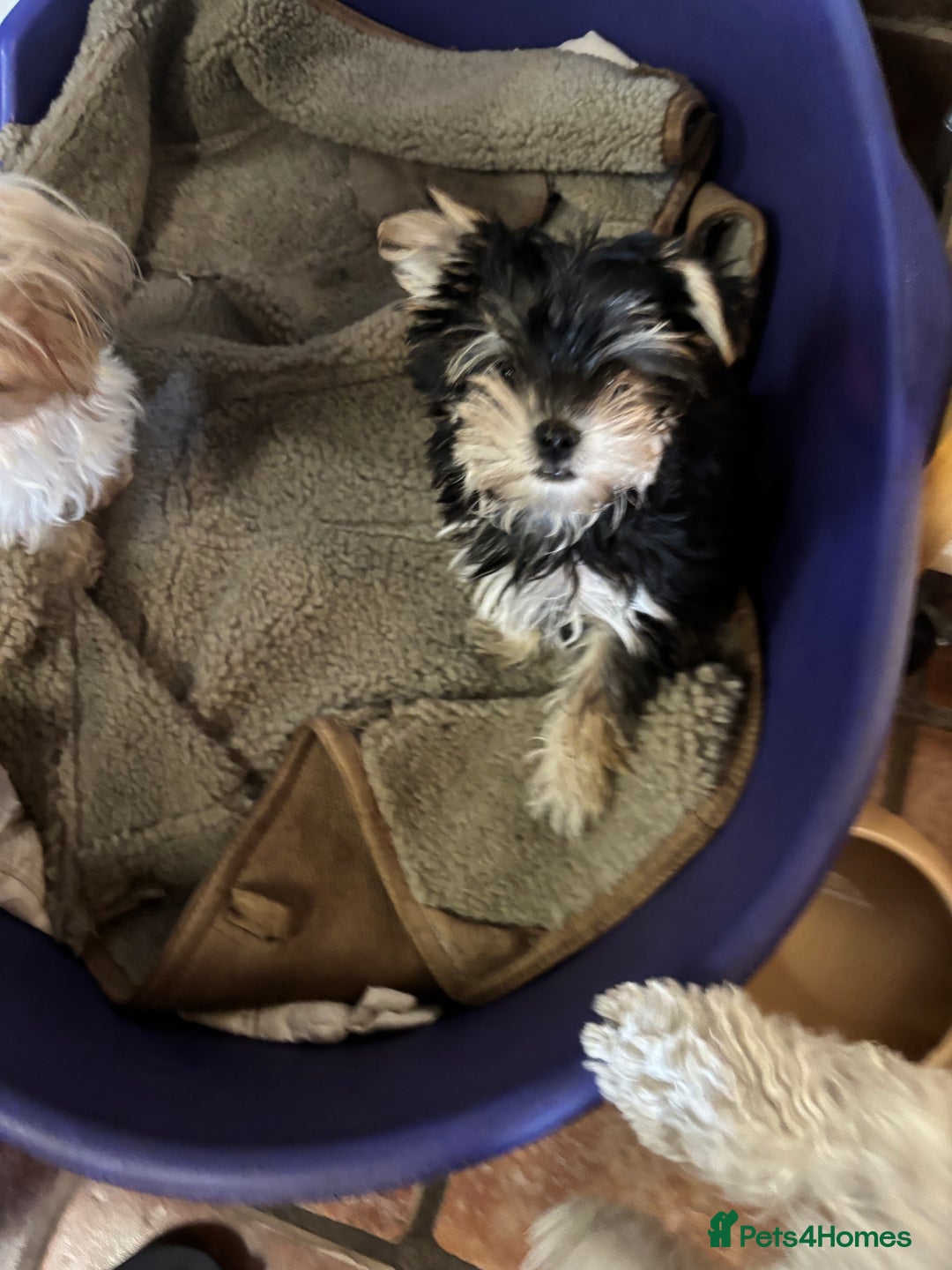 Morkie dogs for sale: Adorable Morkie Girl - Image 7