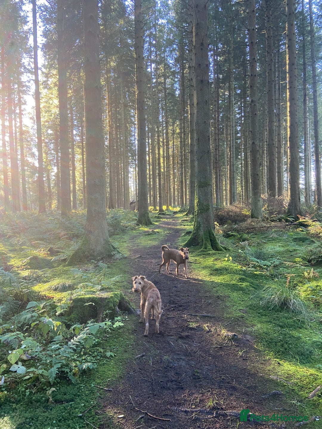 Irish Terrier dogs for sale: KC Pedigree Irish Terrier Puppies for Sale  - Image 4