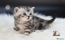 Scottish Fold cats for sale: LICENSED CATTERY, PURE BREED TOP QUALITY KITTENS - Image 10