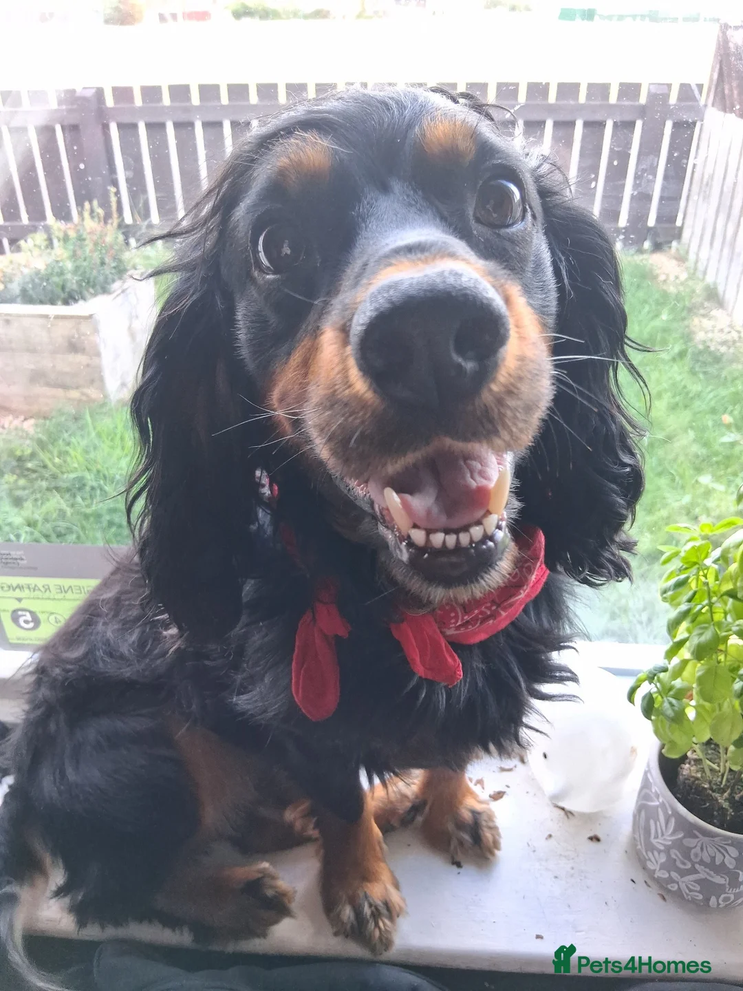 Cocker Spaniel dogs for sale: 7th gen Cocker Spaniel pups for sale in Middlesbrough - Advert 2
